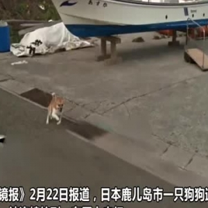 日本一狗狗追赶谷歌地图汽车 被连续拍到走红网络