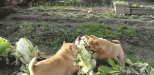 狗狗能吃和不能吃的蔬菜，你知道几个？