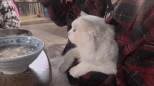 每日一笑，如何快速召唤你养的猪！