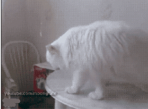 猫咪是动物界的张国伟