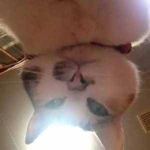 你醒了啊？朕已等你多时了