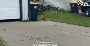 猫奴投错胎变成狗？这只狂热舔狗爱上猫咪的故事有亿点点真实！