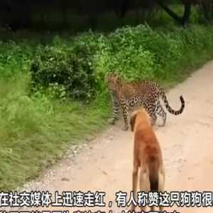 印度一只狗在小路上遇到豹子 疯狂吠叫将其赶走