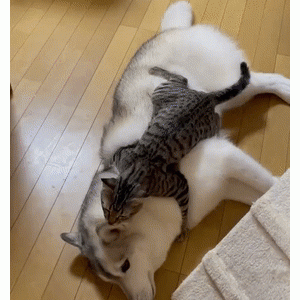 这大概是全网最招猫喜欢的二哈……这些待遇也太让人羡慕了！