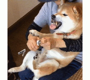 被狗“轻咬”也有含义？我用10年养狗经验总结，它在警告你！