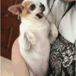 适合女生养的7种狗狗，你喜欢哪一种呢？赶快带回家吧！