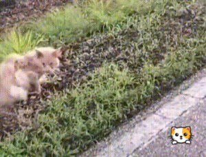 救了一只很丑的大橘猫，等了三个月，才发现它是缅因猫！