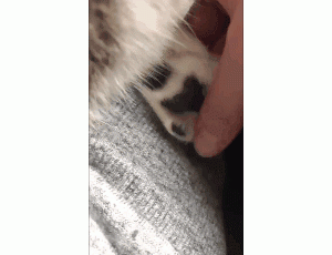 主人捏猫的肉垫，猫咪脸上全程都写着四个字……