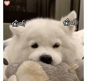 只有满足这5个条件，在家里你才是狗狗“认定的主人”！