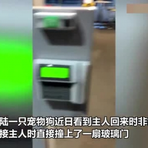 挪威一只宠物狗看见主人回家疯跑迎接 结果撞上玻璃门