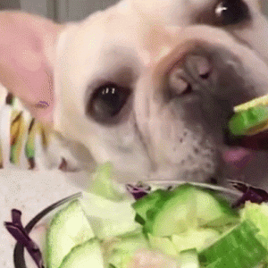 狗狗不可吃得“太咸”，否则会有以下5个坏影响！