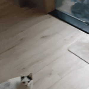 流浪猫怀孕被驱赶，从拒绝收留到伺候月子，又是人类的真香现场！