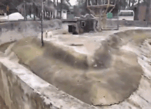 动物园狼区惊现一只中华田园犬，园方：已同居5年，相处融洽