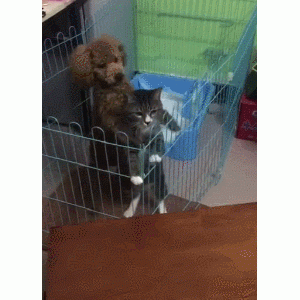 养泰迪犬之后，我才发现的8种“奇妙现象”，你发现了吗？