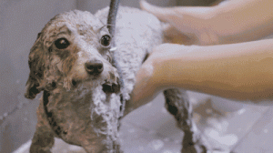 狗界“体臭”扛把子，这几种狗是当之无愧的“臭狗”