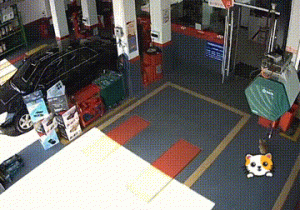 猫妈临近分娩却无处可去，不顾阻拦闯进车店，一口气生下5只小猫