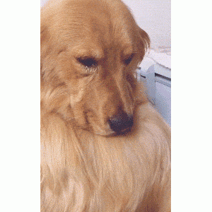 狗狗即将离开“人世”前，会为主人做这些事情