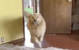 “当初劝我养大型犬的人…都被拉黑了！”