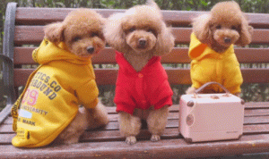 你也“讨厌”泰迪吗？它到底为什么如此“遭人嫌”？