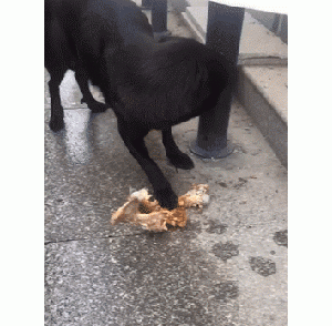 “最烧钱”的狗和“最省钱”的两种狗，如果是你，会选择哪种？