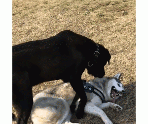 “犬中四煞”令人闻风丧胆，在路上遇到这4种狗不要惹！