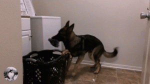 有人说德牧就是“恐怖化身”？网友：我不同意！他超可爱的