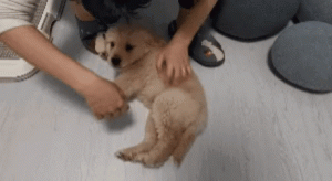 “狂犬病”的征兆！狗狗有这些“迹象”，需要小心