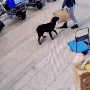 昆明一男子持菜刀当街砍宠物狗，引众网友谴责！最新进展来了