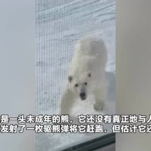 加拿大一头北极熊与宠物狗近距离接触 居民发射驱熊弹将其赶跑