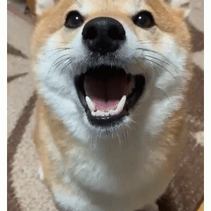 为了不回家，柴柴在雪地使出绝招——鼻刹技！