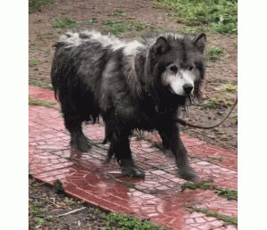 这7种狗狗，自带“洁净”功能，养起来可真省事！