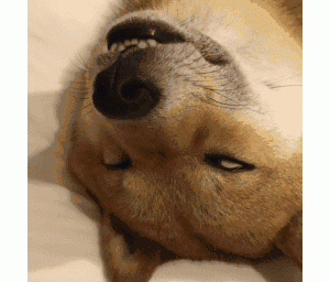 想知道狗狗的内心“秘密”？可以看它的睡姿！