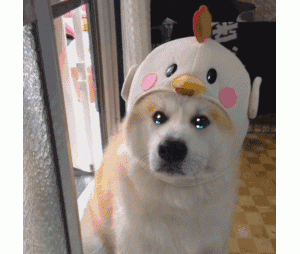 正确“饲养”狗狗的小妙招，一般人我不告诉它！