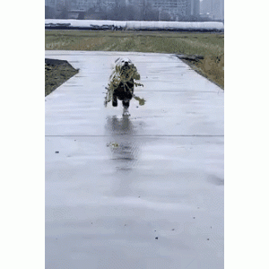 拉布拉多拔萝卜回家，结果没被夸奖还挨顿打，像极了小时候的你？