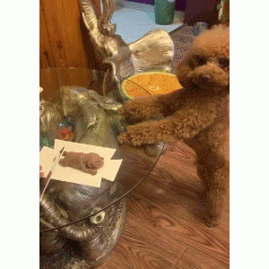 网传“最乖巧”的6种狗狗，你家的也在其中吗？