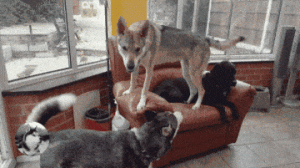 这到底是狼还是狗？实在太帅了，但一般人是养不起的