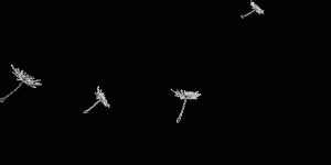 听秦岭·明星动植物科普有声读物｜金猫：“华服”最多的林中战神