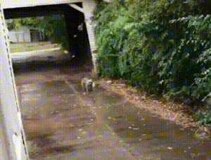 流浪狗留下失去妈妈的小狗，独自照顾13个孩子，消瘦模样令人心疼