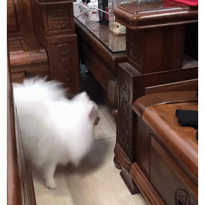 小白狗钻桌底，出来脸变黑了，网友笑喷：这是有多脏？