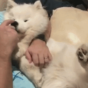 狗狗爱这样“睡觉”，对你肯定是真爱！