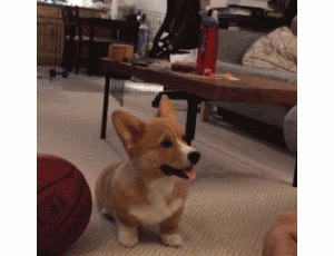 这6种狗狗，“傻”得很，给点吃的就跟人跑了！