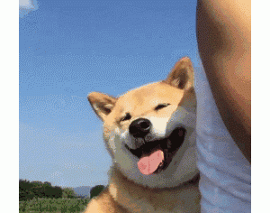 不得不承认，会“养狗”的，基本上是这些人