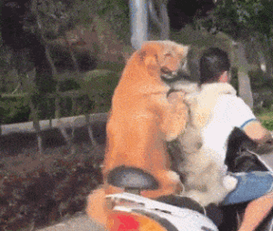 这9件小事，是狗狗这辈子，最想和主人一起完成的