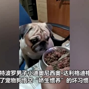 菲律宾一只宠物狗拒绝吃碗里的狗粮 除非主人用勺子喂它