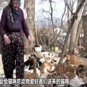 土耳其一63岁老太主动照顾街区流浪猫 给70只猫喂食