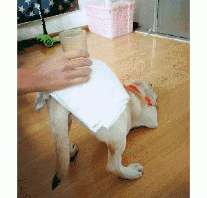 狗狗总把“屁股”对着你，原来是有话想说