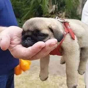 巴哥犬好可爱，这小黑脸带来的委屈感真是神的杰作啊！