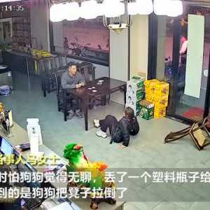 狗狗拽飞凳子主人瞬间屁股着地，当事人：它60斤我90斤
