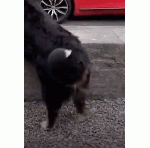 网友怕狗子孤单给它养了只小狗，结果俩狗的画风越来越诡异……