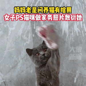 妈妈说养猫没用？女子机智敷衍，笑喷网友！